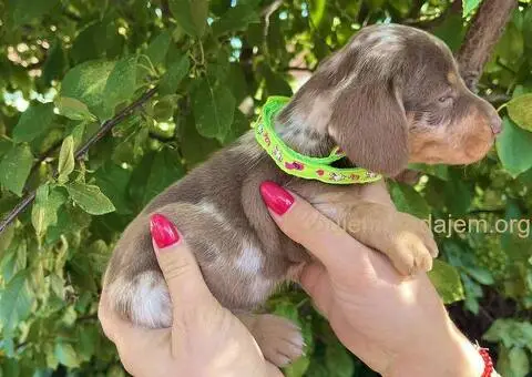 Patuljasti Jazavičar egzotične boje - 10/10