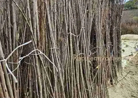 Саднице воћа за јесењу садњу! - 1/4