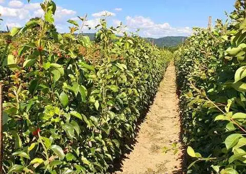 Саднице воћа за јесењу садњу! - 2/4