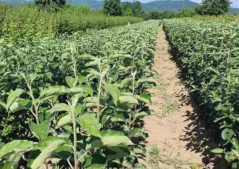 Саднице воћа за јесењу садњу! - 4/4