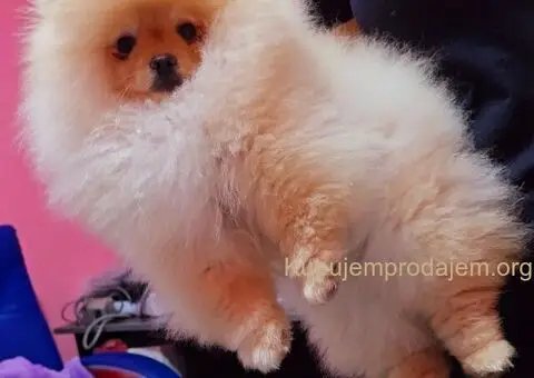 Prodaja vrhunskih pomeranaca medvedastog tipa - 1/5
