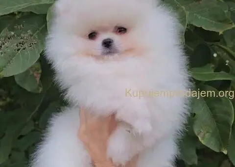 Prodaja vrhunskih pomeranaca medvedastog tipa - 2/5