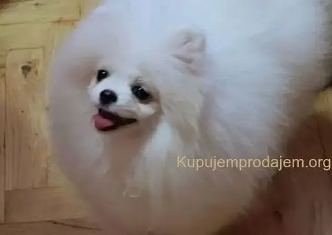 Prodaja vrhunskih pomeranaca medvedastog tipa - 3/5