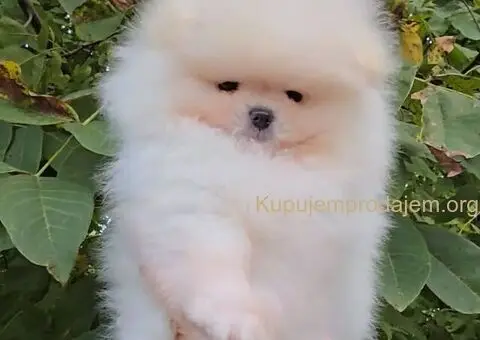 Prodaja vrhunskih pomeranaca medvedastog tipa - 5/5