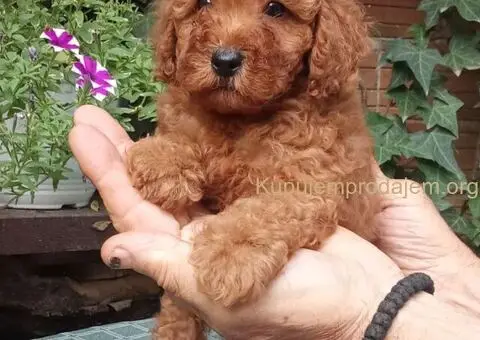 PUDLE, patuljaste i toy - 1/5