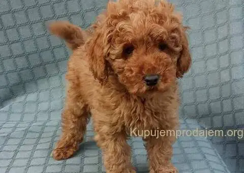 PUDLE, patuljaste i toy - 2/5