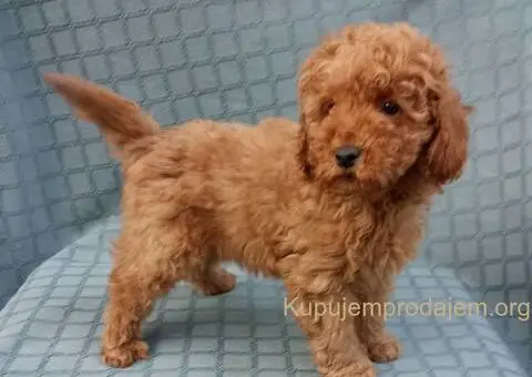 PUDLE, patuljaste i toy - 3/5