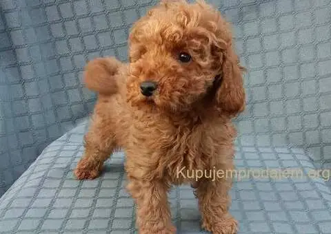 PUDLE, patuljaste i toy - 4/5