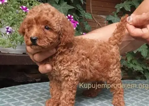 PUDLE, patuljaste i toy - 5/5