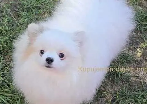 Prelepi pomeranci BOO-a - 1/4