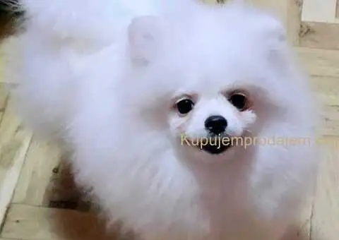 Prelepi pomeranci BOO-a - 2/4