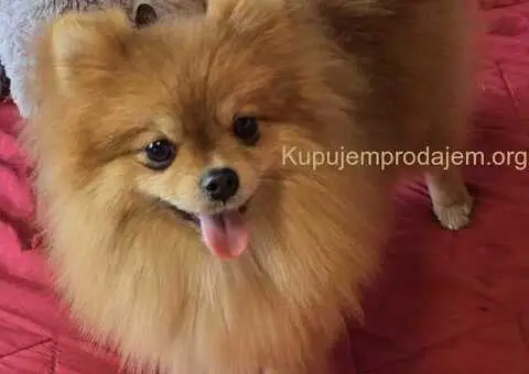 Prelepi pomeranci BOO-a - 3/4