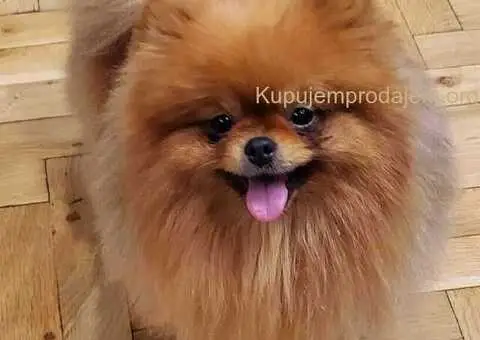 Prelepi pomeranci BOO-a - 4/4