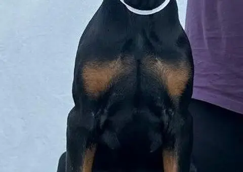 Doberman štenci - 1/12