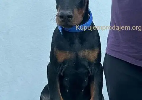 Doberman štenci - 2/12