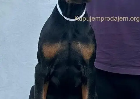 Doberman štenci - 3/12