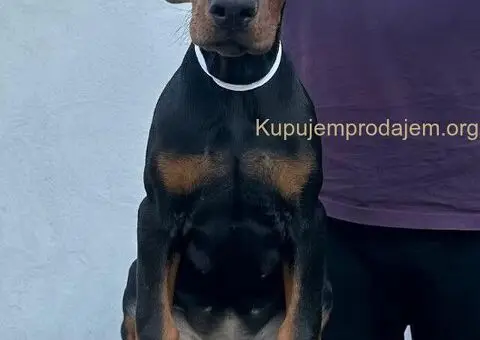 Doberman štenci - 4/12