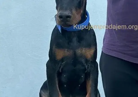 Doberman štenci - 5/12