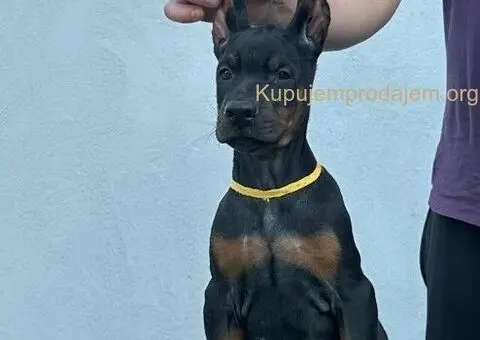 Doberman štenci - 6/12