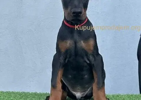 Doberman štenci - 7/12