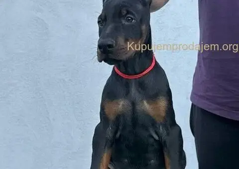 Doberman štenci - 8/12