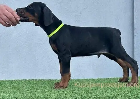 Doberman štenci - 9/12