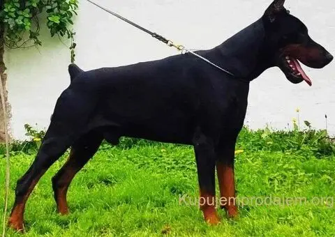 Doberman štenci - 10/12