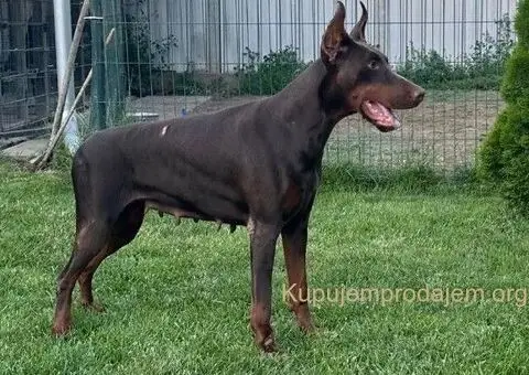 Doberman štenci - 11/12