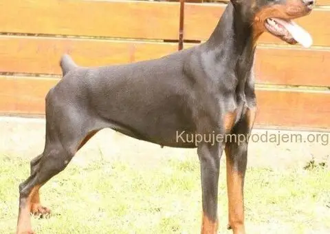 Doberman štenci - 12/12
