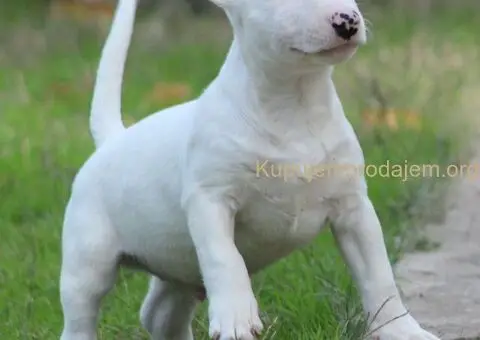 Mini Bull Terijer štenci - 12/15