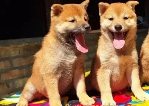 Shiba inu stenci - 1/10