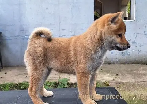 Shiba inu stenci - 2/10
