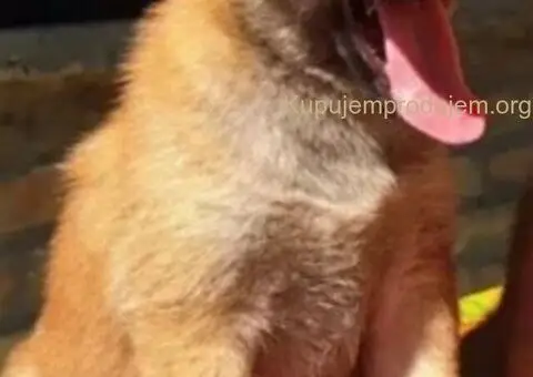 Shiba inu stenci - 3/10