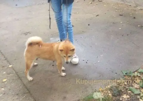 Shiba inu stenci - 4/10