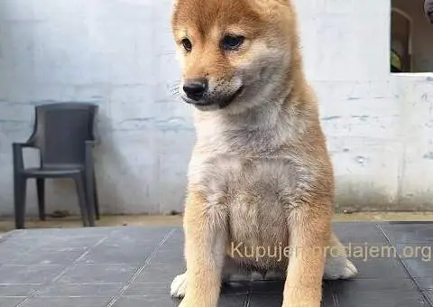 Shiba inu stenci - 5/10