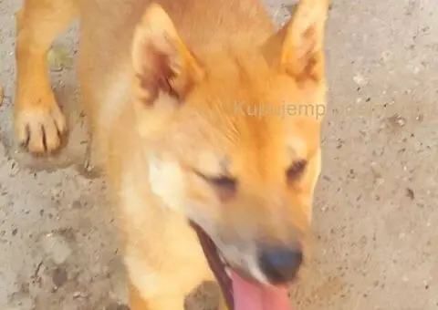 Shiba inu stenci - 6/10