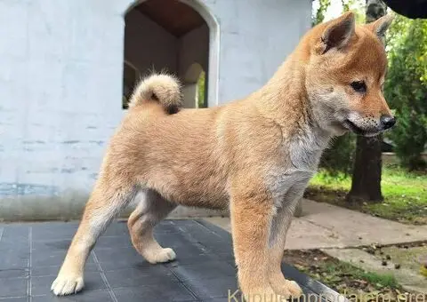 Shiba inu stenci - 7/10