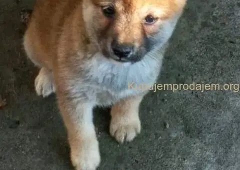 Shiba inu stenci - 8/10