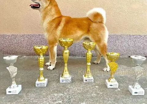 Shiba inu stenci - 9/10