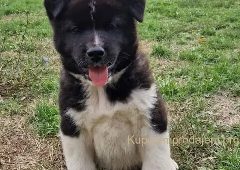 Američka Akita štenci - 1/10