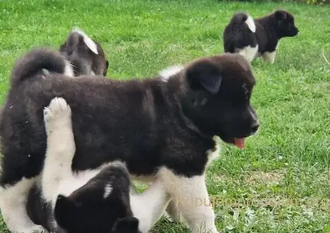 Američka Akita štenci - 2/10