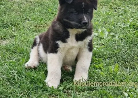 Američka Akita štenci - 3/10