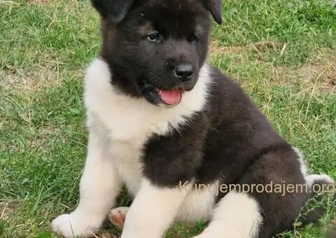 Američka Akita štenci - 4/10