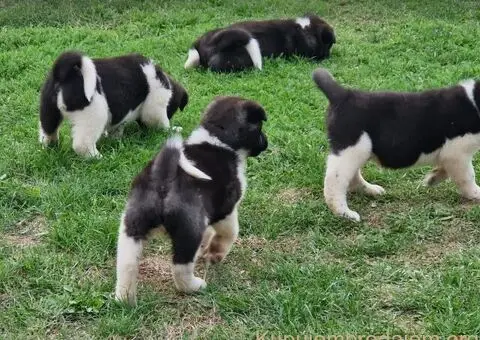 Američka Akita štenci - 5/10