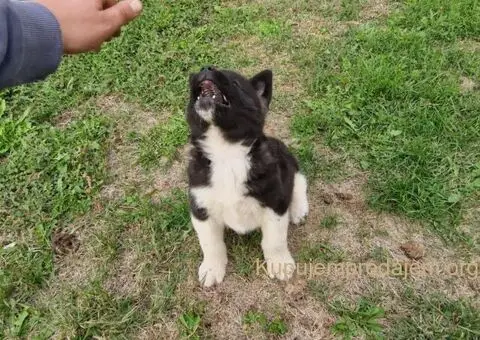 Američka Akita štenci - 6/10