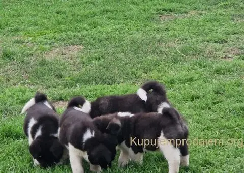 Američka Akita štenci - 7/10