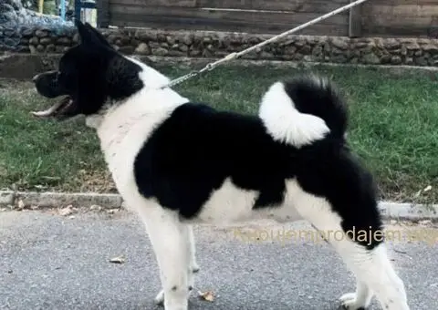Američka Akita štenci - 8/10