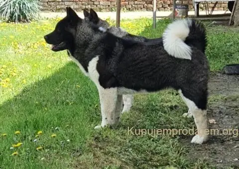 Američka Akita štenci - 9/10