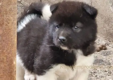 Američka Akita štenci - 10/10