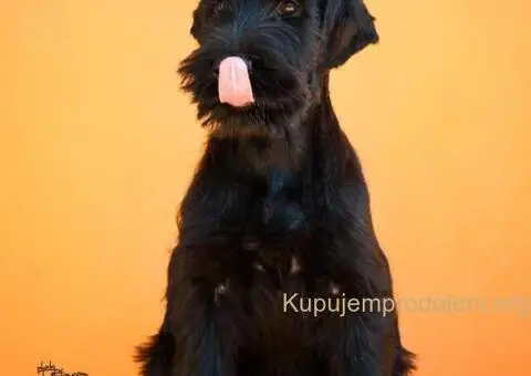 Veliki Crni Snaucer štenci - 1/15